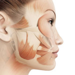 Bindevævs- og muskelmassage Ansigtsmassage i Proskin ansigtsbehandling med Dermalogica Expert hos Lykke & velvære Helsingør Nordsjælland